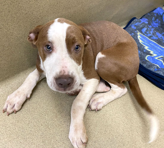 Richie #20878 - Photo 4