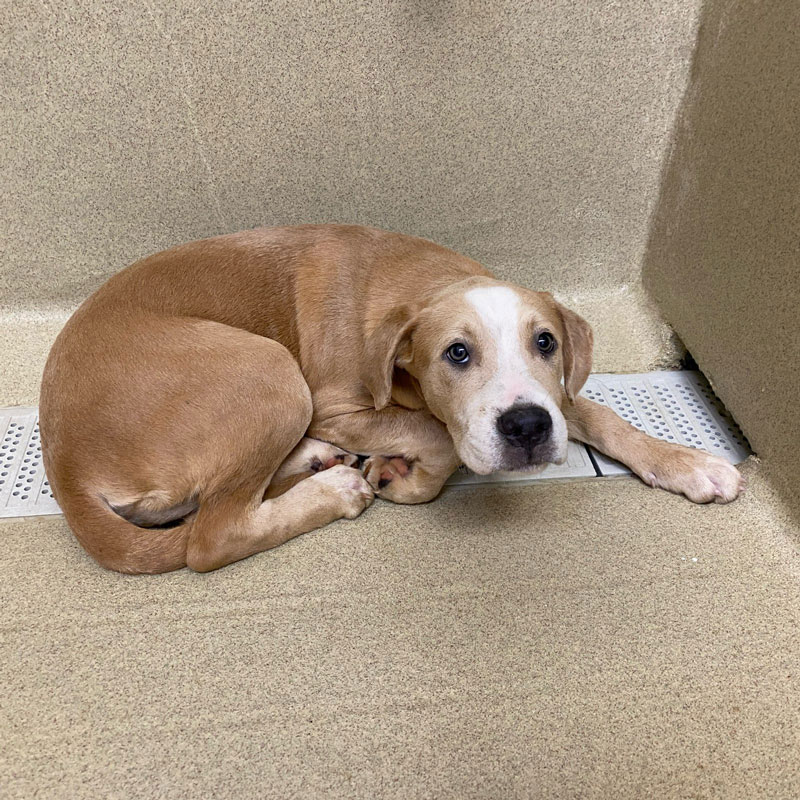 Buck #20880 - Photo 4