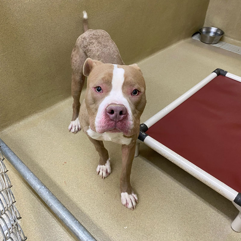 Ranger #21294 - Photo 2