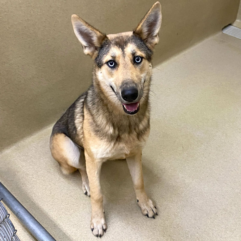 Talia #21335 - Photo 2