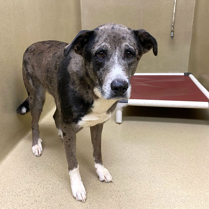 Tressa #21346 - Photo 2