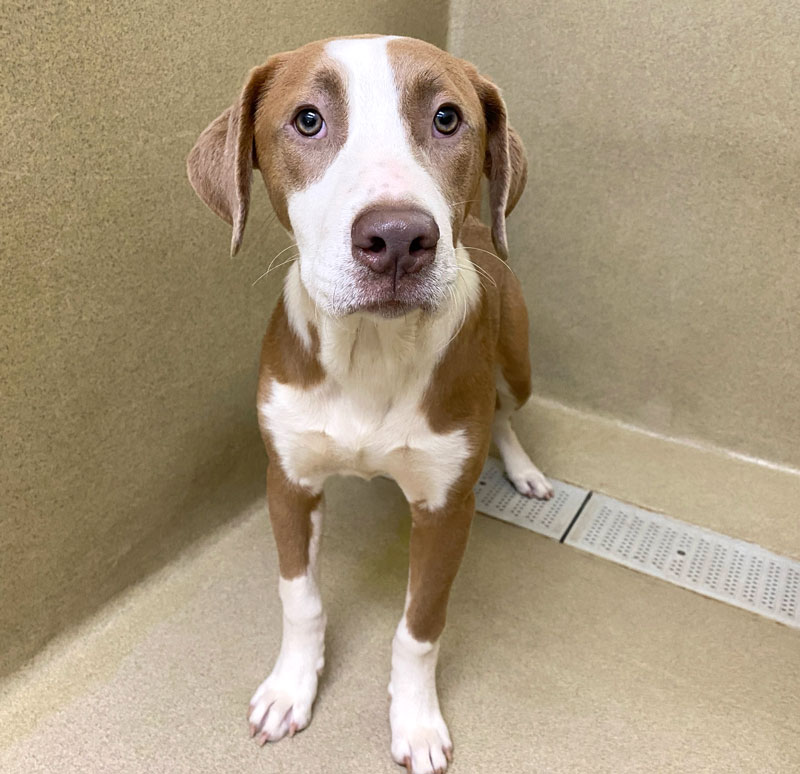 Bishop #20879 - Photo 3