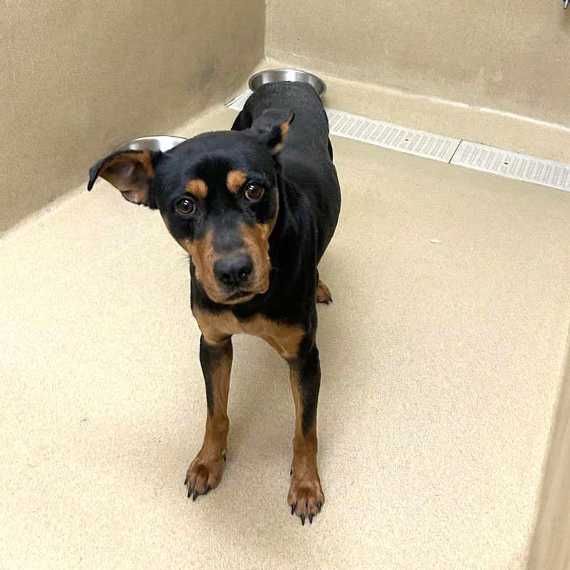 Jango #21375 - Photo 5