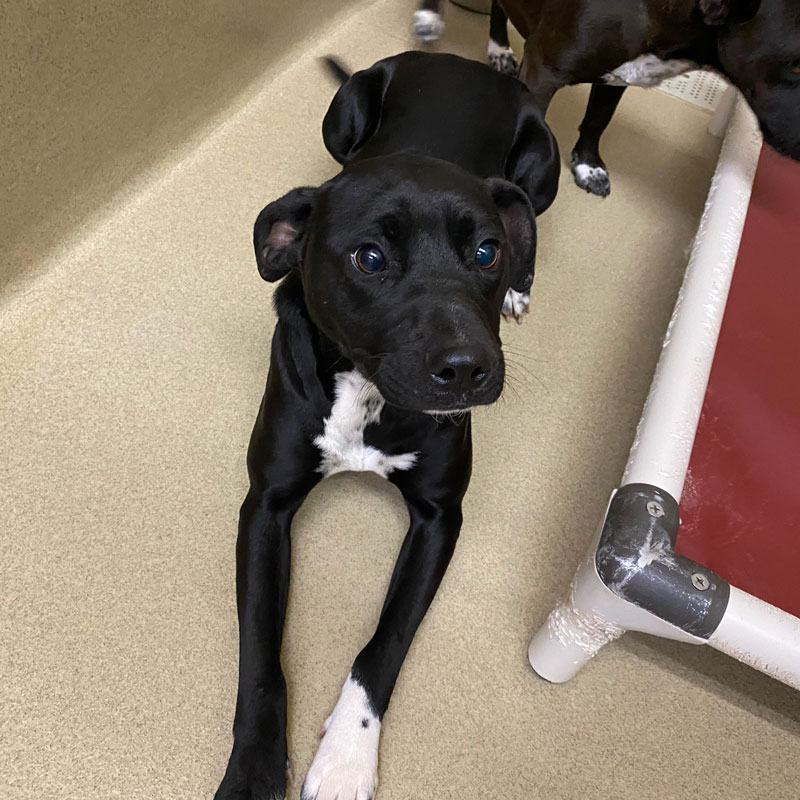 Abbi #21383 - Photo 3