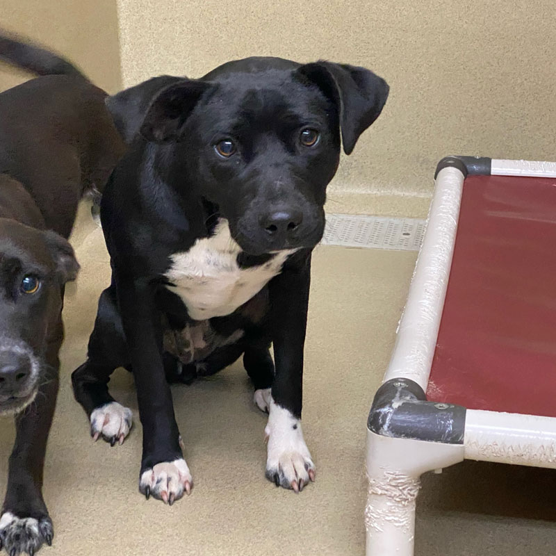 Abbi #21383 - Photo 4