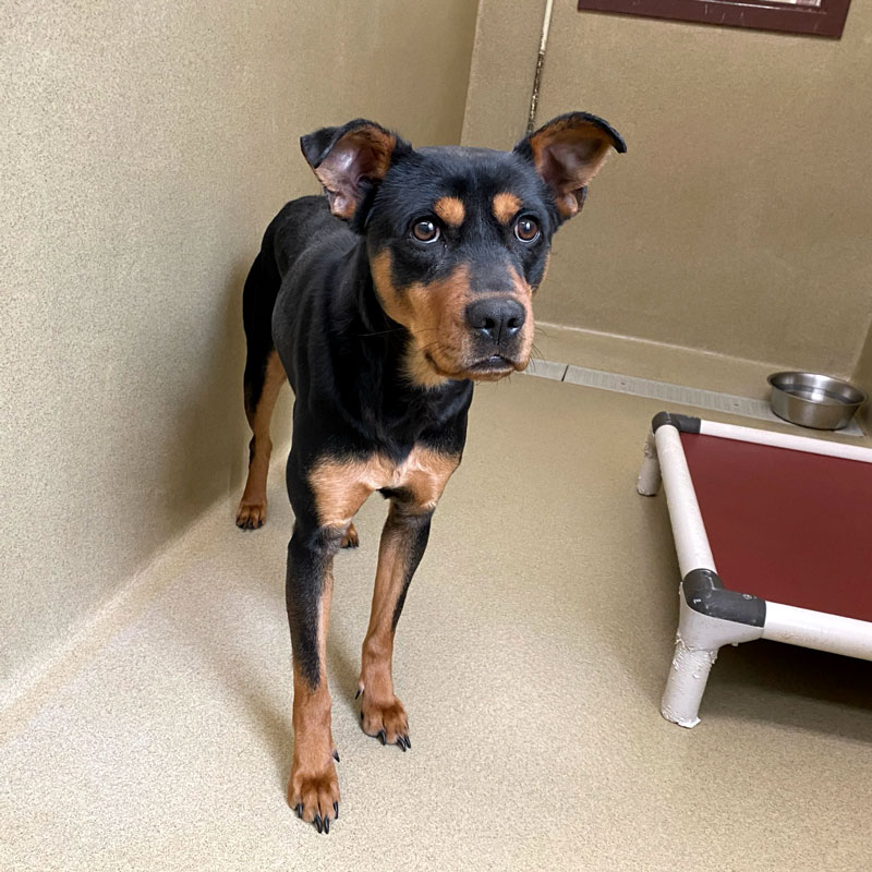 Jango #21375 - Photo 2