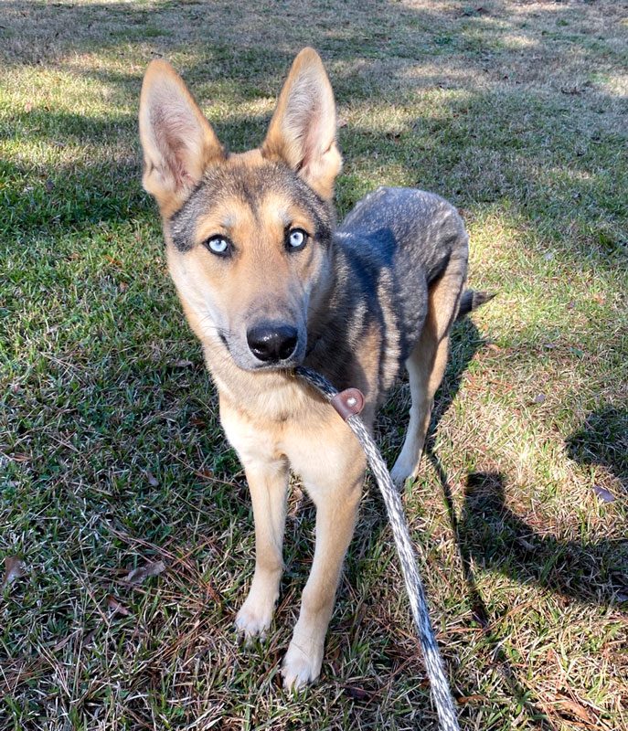 Talia #21335 - Photo 3