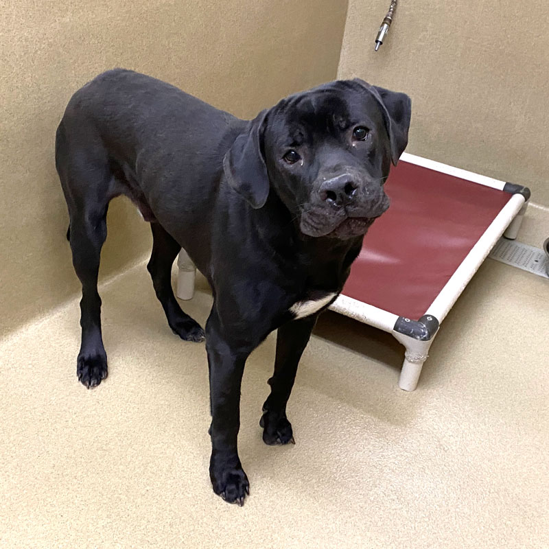 Baloo #21658 - Photo 3