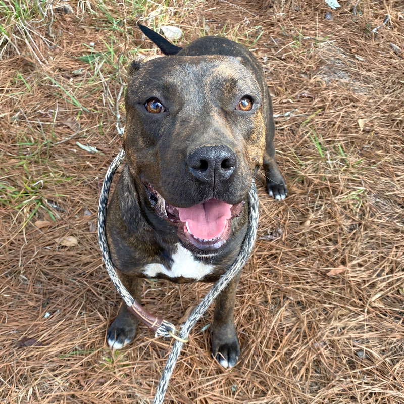 Lola #22071 - Photo 7