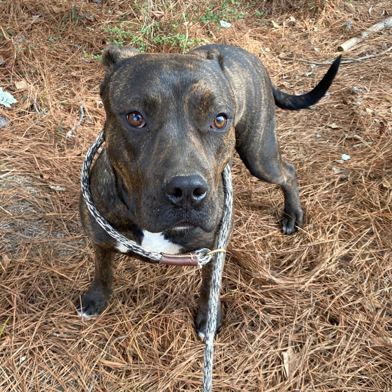 Lola #22071 - Photo 8