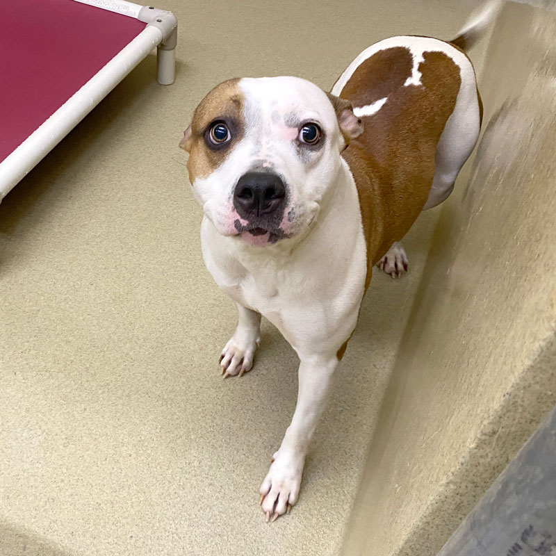 Bridget #22124 - Photo 4