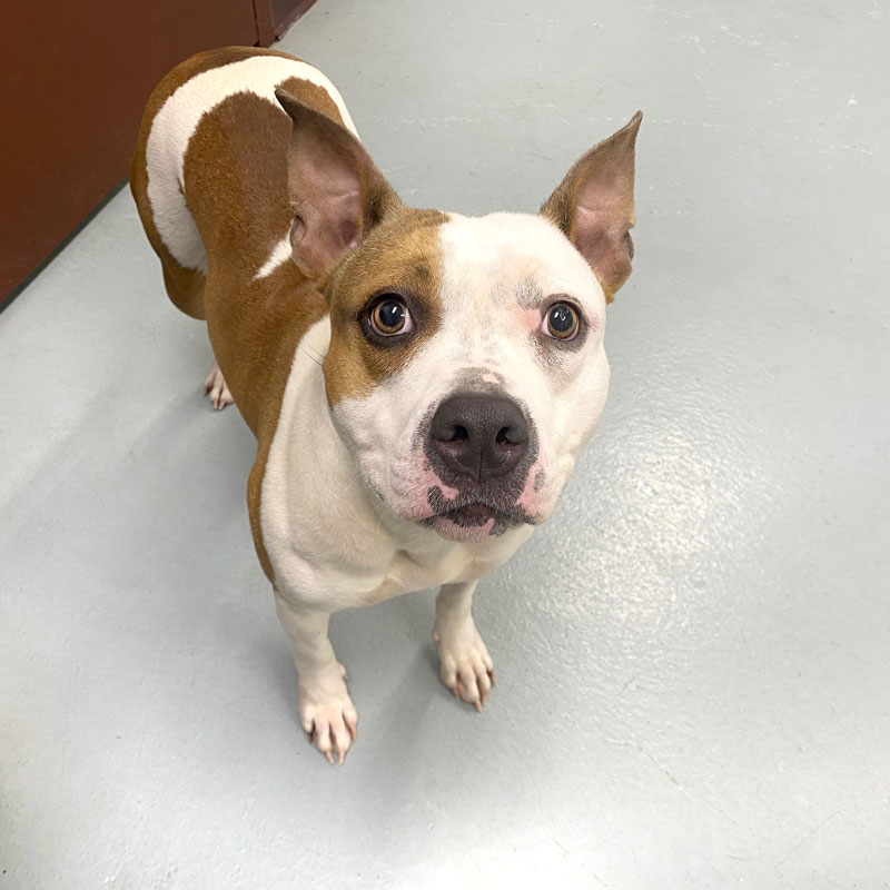 Bridget #22124 - Photo 6