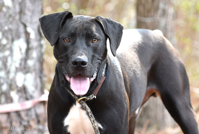 Kratos #22152 - Photo 4