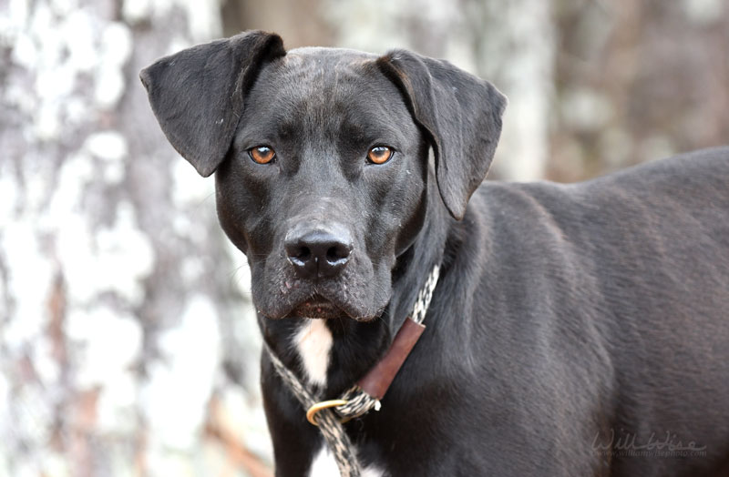 Kratos #22152 - Photo 5