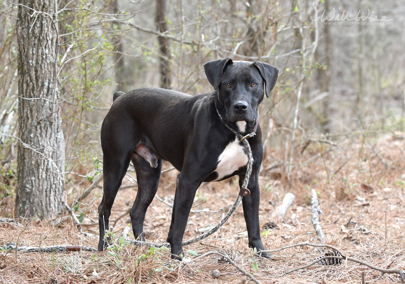 Kratos #22152 - Photo 6