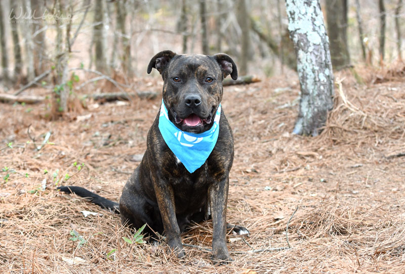 Lola #22071 - Photo 5