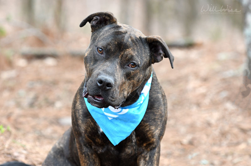 Lola #22071 - Photo 6