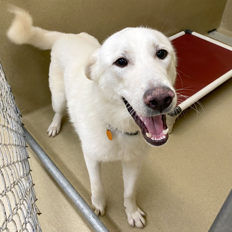 Salus #22127 - Photo 5