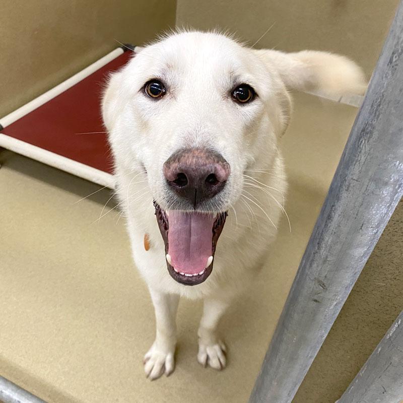 Salus #22127 - Photo 6