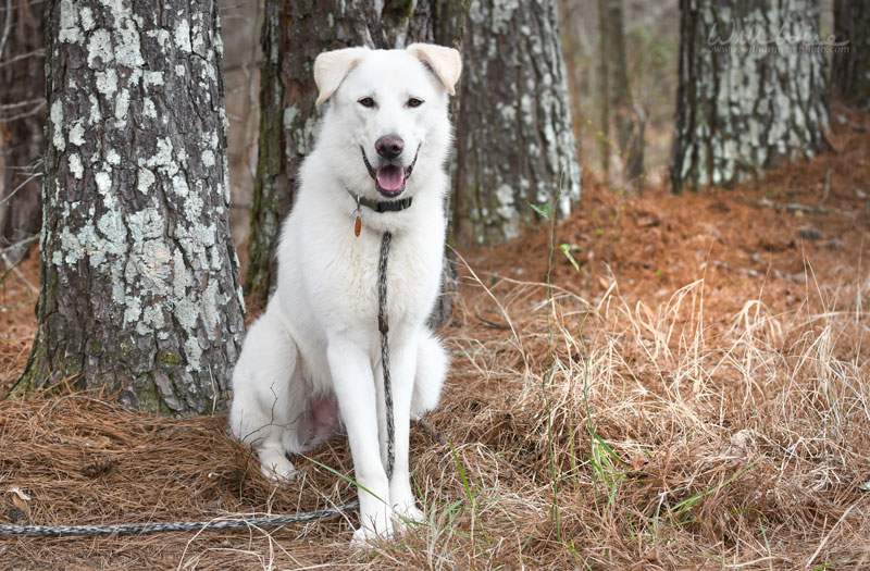 Salus #22127 - Photo 4