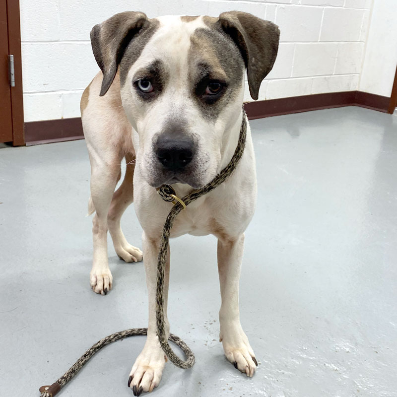 Bohdi #23060 - Photo 6