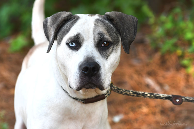 Bohdi #23060 - Photo 4
