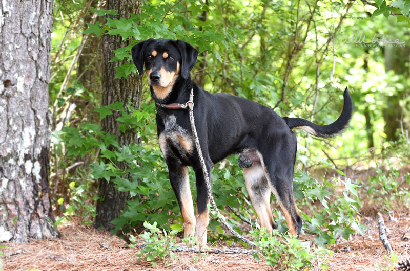 Jack Jack #23037 - Photo 4