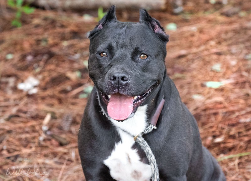 Diamond #23352 - Photo 3