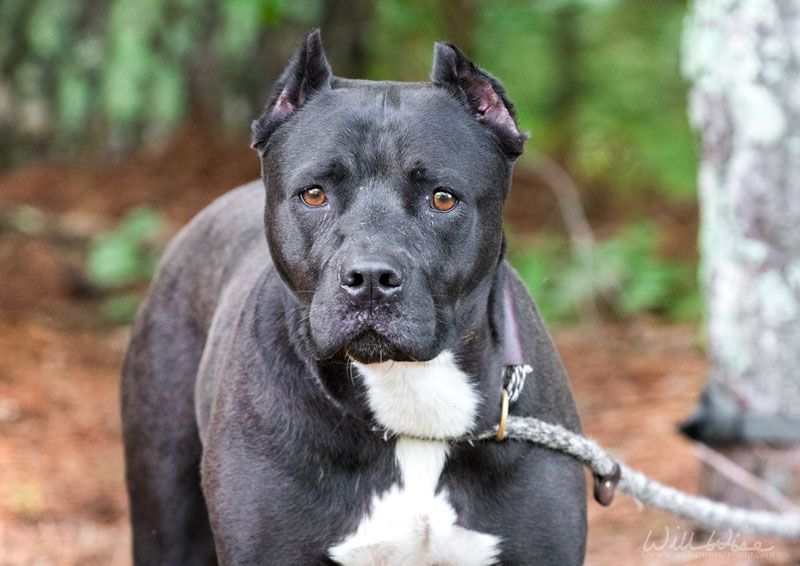 Diamond #23352 - Photo 4