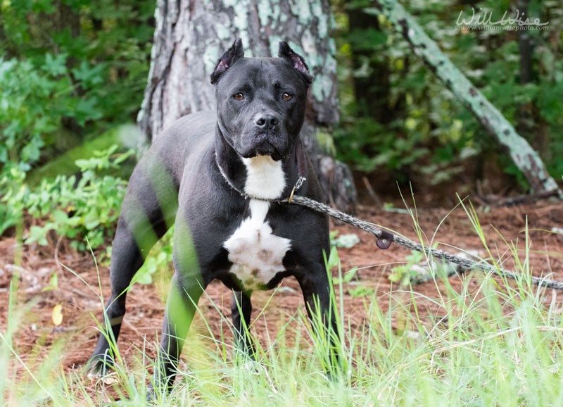 Diamond #23352 - Photo 5