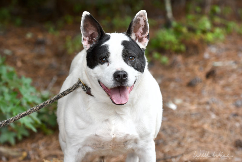 Bella #24278