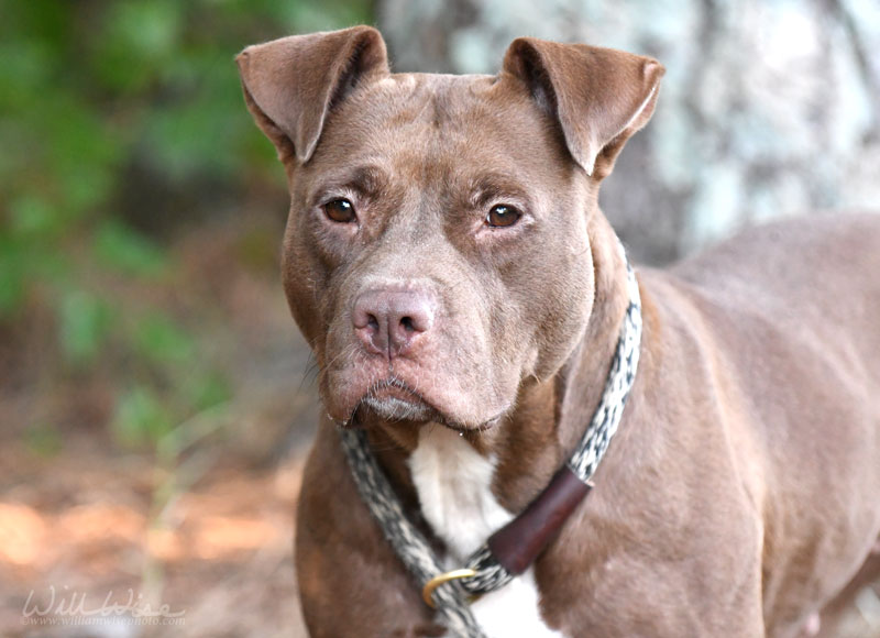 Coco #16079