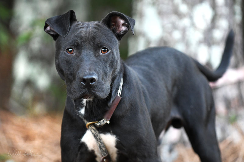 Jett #24155