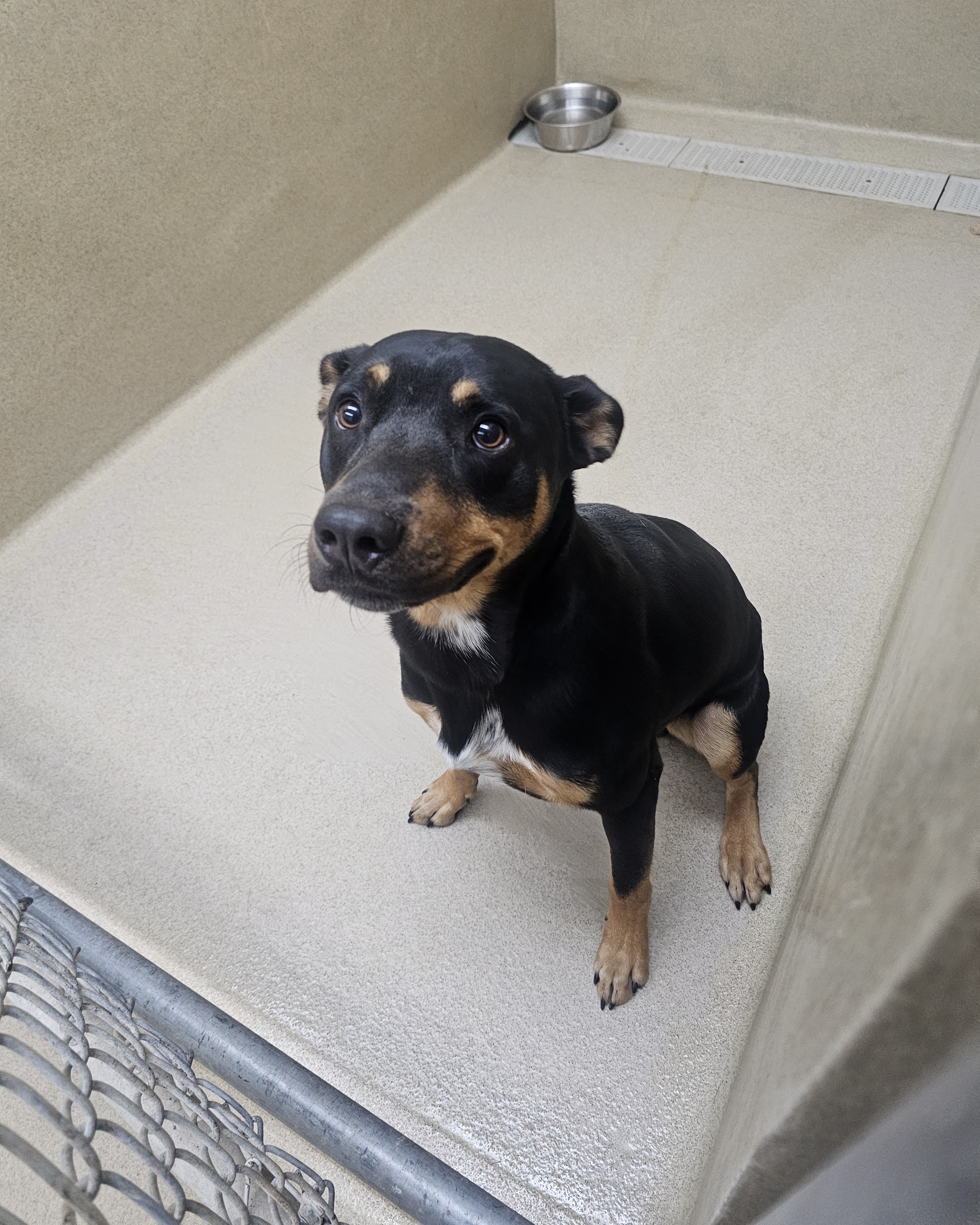 Rowdy #24857 - Photo 4